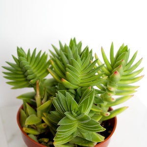 Rare Cactus Succulent Crassula Red Pagoda Crassula capitella 4 inch Indoor Outdoor Plant Landscape Garden Triangle Leaves Green Ground Cover