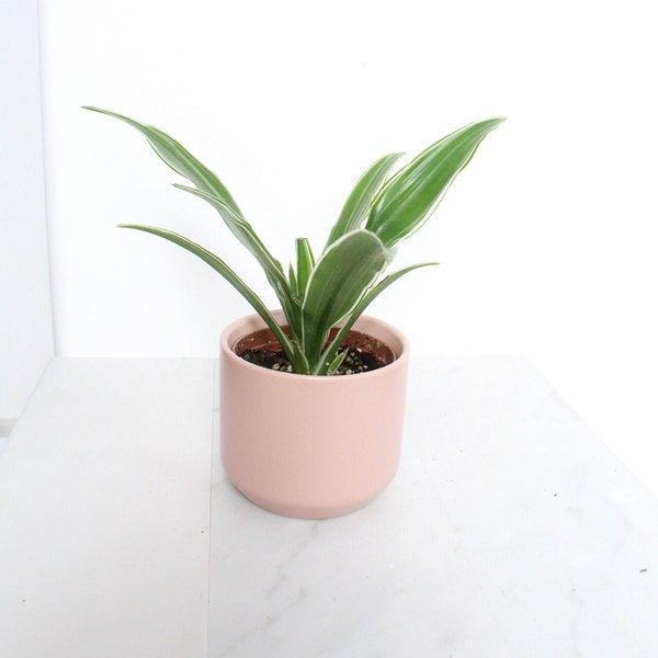 Small Office Indoor Plant Variegated White Green Leaves Dracaena Waneckii Interior Foliage Low Light Plant Gift for Plant Lover Easy Care