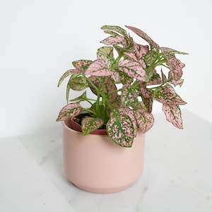 May include: A pink and green polka dot houseplant in a pink ceramic pot.
