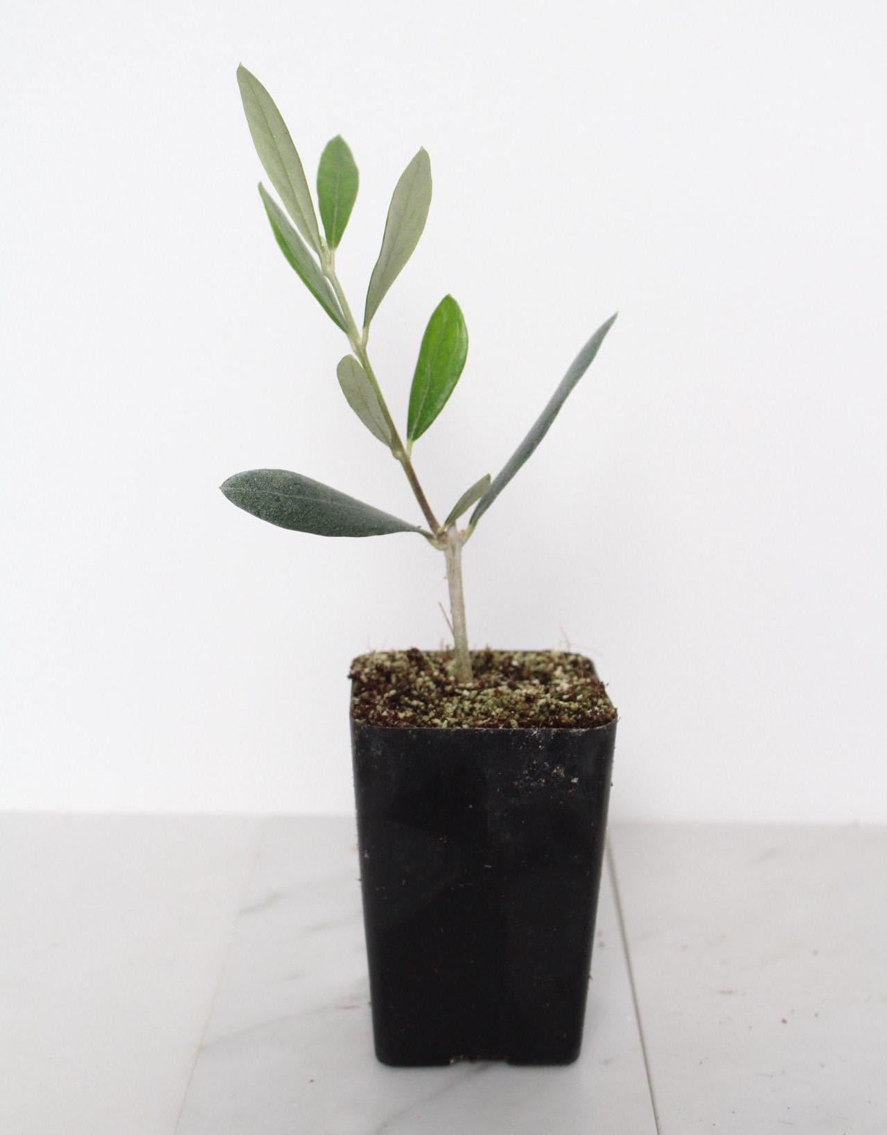 Mission Olive Tree Sapling Drought-Tolerant Mediterranean Garden Plant Patio Tree for Beginner Low-Maintenance Outdoor Fruit Tree Indoor