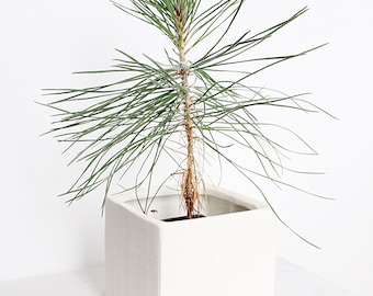 Plant Lover Gift for Mother Bonsai Tree Japanese Black Pine Starter Plant Pinus Thunbergii Live Tree Japanese Pine Zen Garden House Plant