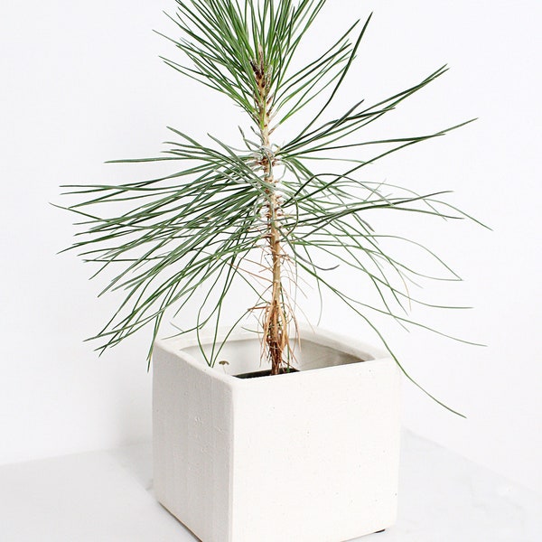 Plant Lover Gift for Mother Bonsai Tree Japanese Black Pine Starter Plant Pinus Thunbergii Live Tree Japanese Pine Zen Garden House Plant