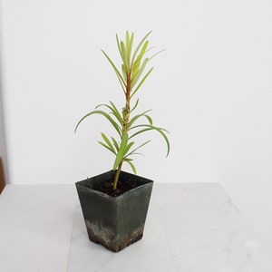 Starter Podocarpus Macrophyllus Maki Tree Outdoor Plant Landscape Live Bonsai Tree Outdoor Foliage Garden Fern Variety Hedge Evergreen Shrub
