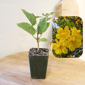 May include: A small potted plant with green leaves and a brown stem sits on a wooden surface. An inset image shows vibrant yellow flowers. The plant is in a dark green square pot, suggesting a home decor or gardening theme.