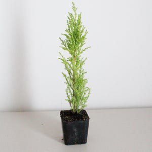 Lemon Scented Cypress Bonsai Tree Evergreen Starter Tree Cupressus Lemon Scented Potted Topiary Fragrant Plant Outdoor Plant Garden Gift