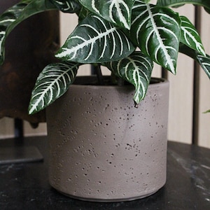 May include: A potted plant with dark green leaves and white veining. The plant is in a cylindrical, textured, gray pot. The pot sits on a dark surface. The plant is a houseplant.