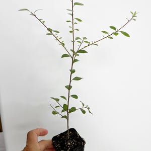 May include: A small green plant with multiple branches growing in a black plastic pot. The plant is being held by a hand.