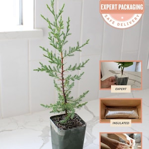 Bonsai Tree Starter Plant Arizona Cypress Plant Gift Mini Tree Evergreen Starter Plant 2 inch pot Outdoor Garden Gift Cupresses Macrocarpa