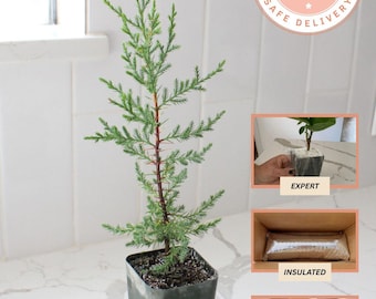Bonsai Tree Starter Plant Arizona Cypress Plant Gift Mini Tree Evergreen Starter Plant 2 inch pot Outdoor Garden Gift Cupresses Macrocarpa