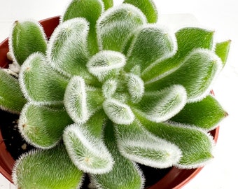 Live Succulent 4" Mini Potted Plant for Indoor Home Office Decor House Wedding Baby Shower Party Favors Gifts for Her Echeveria Fuzzy Setosa