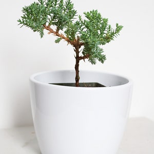 May include: A small green juniper bonsai tree in a white ceramic pot. The tree has a single trunk and many branches with small green needles.