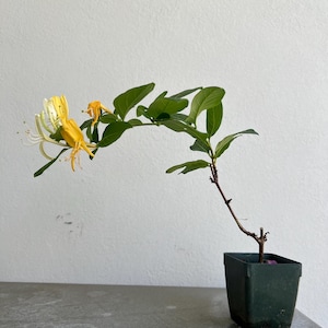 White Fragrant Flower Honeysuckle Starter Plant Vine Lonicera Halliana Plant Trellis Plant   Climbing Plant Landscape Outdoor Garden Plant