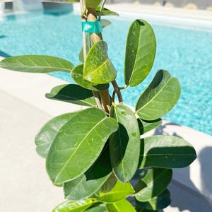 Stephanotis Floribundas 1 Gallon Madagascar Jasmine Vine Outdoor Plant White Flower Plant Fragrant Flower Jasmine Tropical Bridal Flower