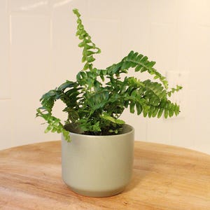 May include: A small, green fern plant in a light gray ceramic pot. The plant has multiple fronds with small, detailed leaves. The pot is sitting on a round, light brown wooden table. The background is a white tiled wall.