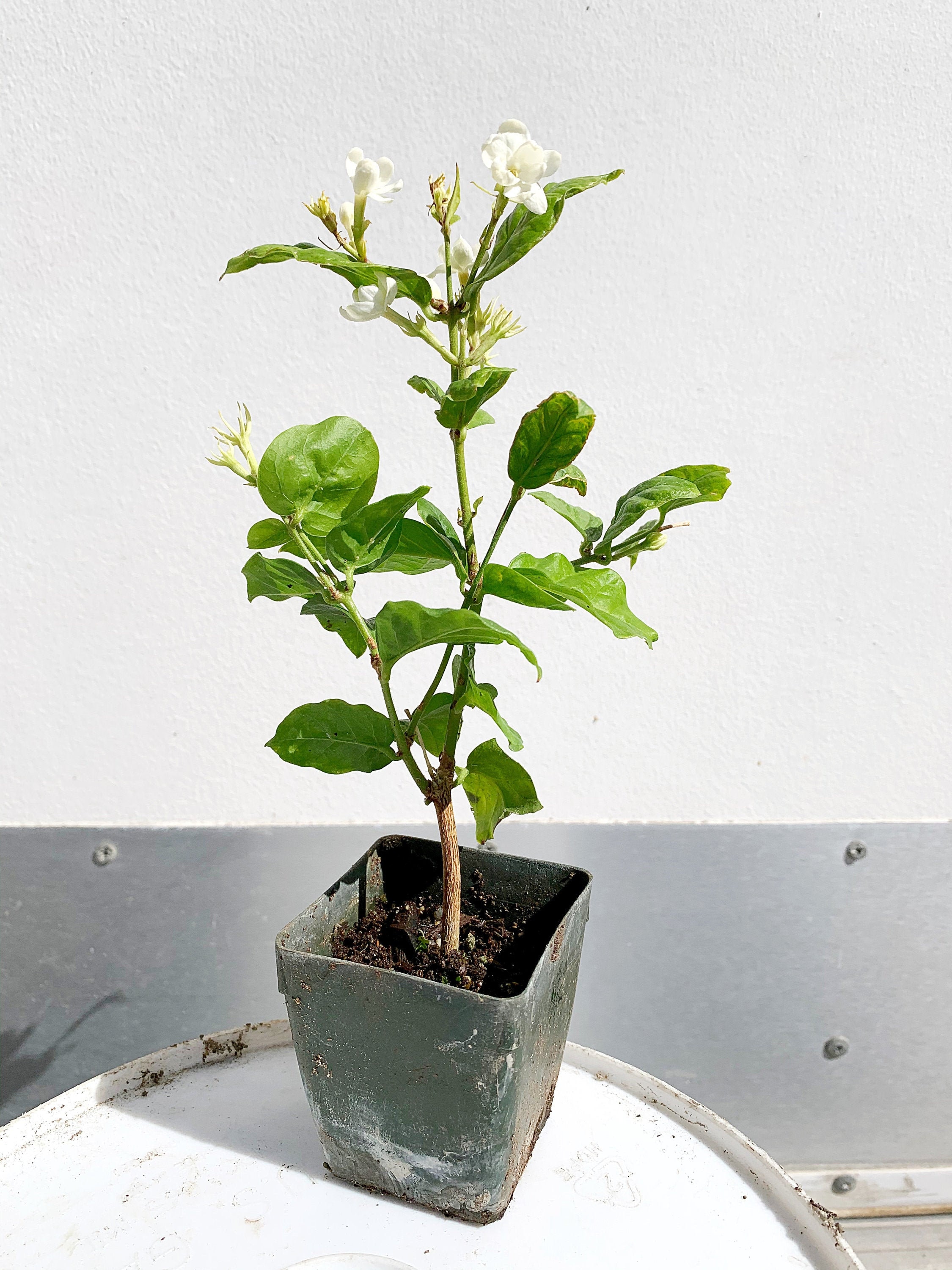 Mini Arabian Jasmine Vine | Jasminum Sambac  | 2 inch pot | Fairy Gar…