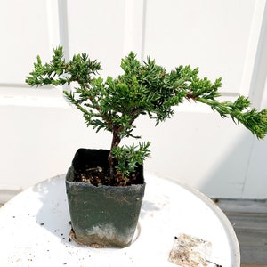 Mini Juniper Bonsai Tree Green Mound Live Plant Zen Garden Bonsai Ornamental Tree House Plant Outdoor Potted Plant Juniperus Procumbens Fairy Garden