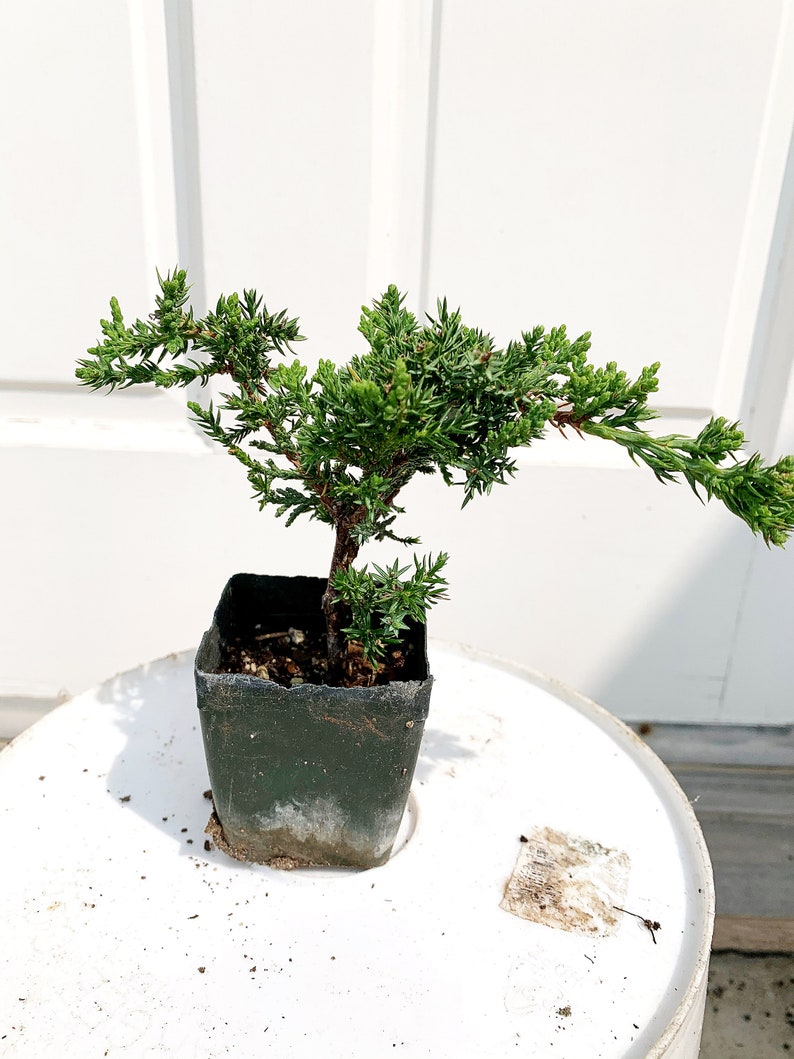 Mini Juniper Bonsai Tree Green Mound Live Plant Zen Garden Bonsai Ornamental Tree House Plant Outdoor Potted Plant Juniperus Procumbens Fairy Garden