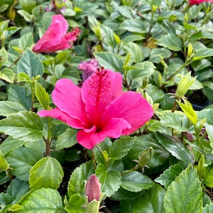 No Buds Tropical Hibiscus Lipstick Pink Flower Starter Plant 2 inch pot Outdoor Landscaping Shrub Bush Floral Bright Pink Bloom Garden Dwarf