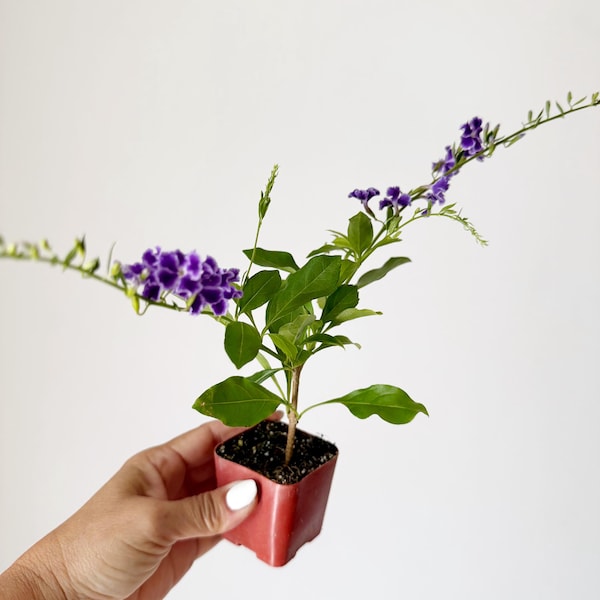 Blue Flower Sapphire Showers Duranta Repens Violet Purple Flower Starter Live Plant Gift for Garden Outdoor Floral Full Sun Ornamental Shrub