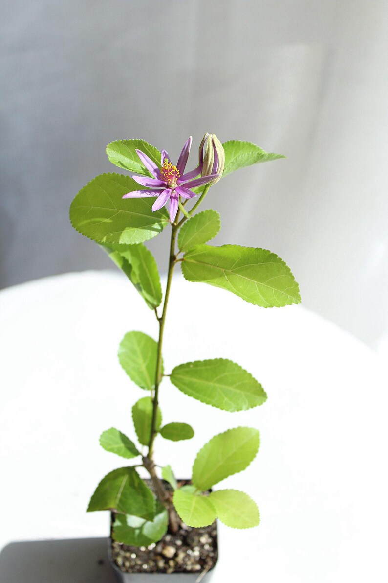 Lavender Star Flower Multi-pack Bonsai Tree African Starbush Crossberry ...