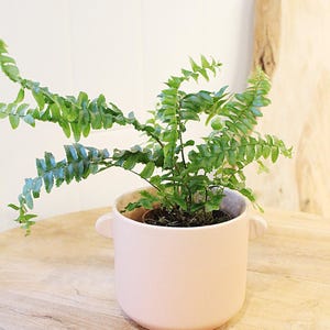 Puede incluir: Una maceta de cerámica rosa claro con dos pequeñas asas, que contiene un helecho verde vibrante. Los delicados y plumosos frondes del helecho caen por los lados de la maceta. La maceta está sobre una superficie de madera clara.