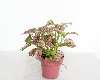 Mini Polka Dot Plant Rose Splash Hypoestes Indoor House Plant 2 inch Pot Starter Plant Pink Plant Ornamental Plant with Pink + Green Foliage