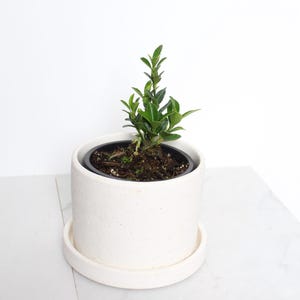 May include: A small green plant in a white ceramic pot with a white saucer. The pot has a textured surface.