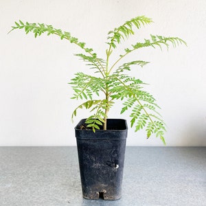 Jacaranda Tree Starter Purple Flowering Tropical Garden Live Plant Unique Housewarming Gift Exotic Ornamental Seedling Indoor Outdoor Bonsai