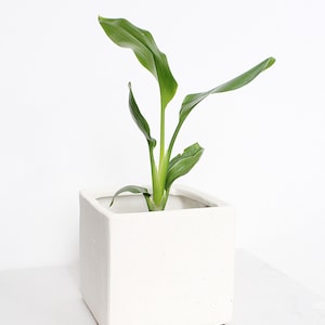 May include: A small green plant with large leaves growing in a white square planter.