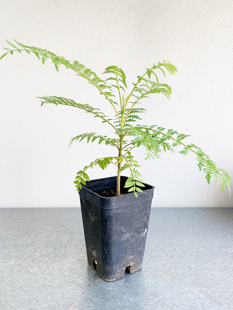 Jacaranda mimosifolia Blue Jacaranda Tree Bonsai Tree4-6 ...