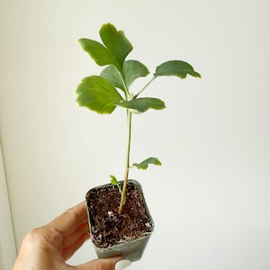 Ginkgo Biloba Starter Live Deciduous Tree Maidenhair Live Plant Sapling Garden Yellow Leaf Tree for Landscaping Florist Branches Tree Potted