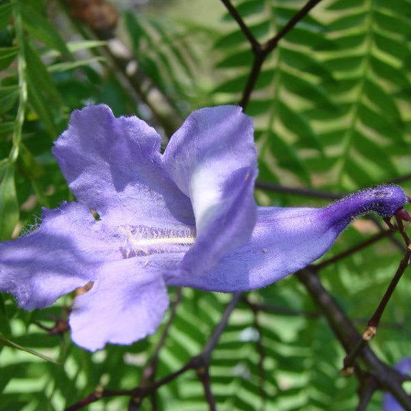 Gift for Mom Purple Flower Tree Jacaranda Mimosifolia Live Tree Mother Day Gift Starter Tree Brazilian Blue Plant Dedication Tree Outdoor