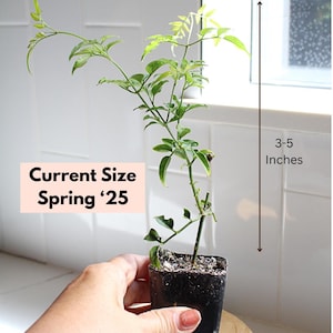 Pink Jasmine Vine Outdoor Plant Pink Flower Indoor Plant Starter Jasminum Polyanthum Fragrant Flower Jasmine Houseplant Garden Gift Hanging