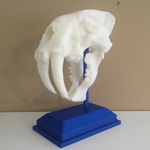 Saber Tooth Tiger Skull Replica