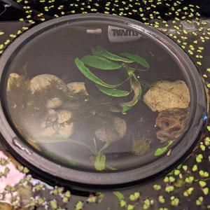 May include: A circular aquarium with a black rim, filled with water, rocks, and aquatic plants. The tank contains green plants and small rocks. The water surface is covered with small green plants. The brand name "Fluval" is visible.
