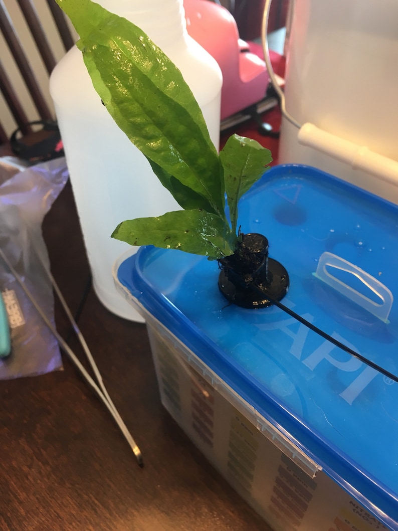 Aquarium Fish Tank Live Plant Anchors Etsy