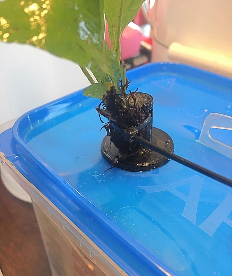 Aquarium Fish Tank Live Plant Anchors Etsy