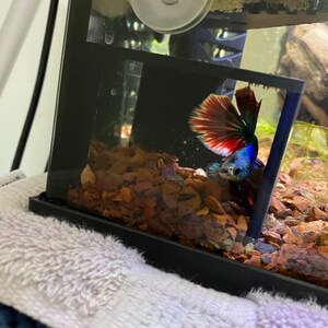 Corner Fish Aquarium Cave Hide With Viewing Window - Etsy