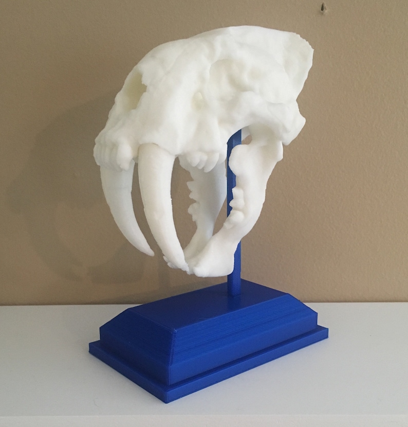 Saber Tooth Tiger Skull Replica - Etsy