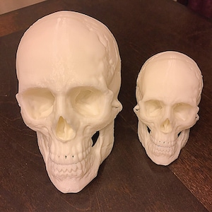 3D Human Skull Replica (2 Sizes Available)