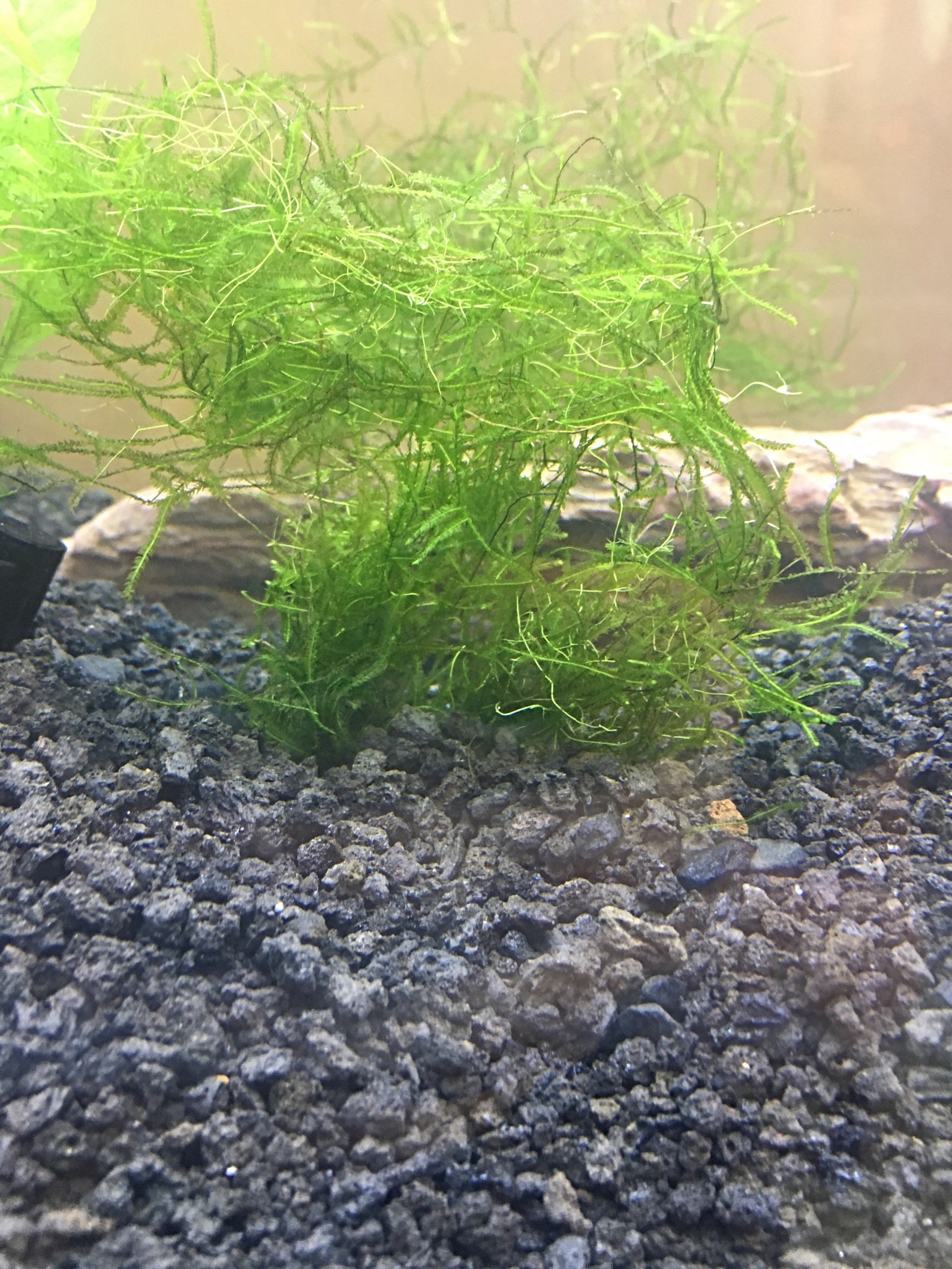 Aquarium Fish Tank Live Plant Anchors Etsy