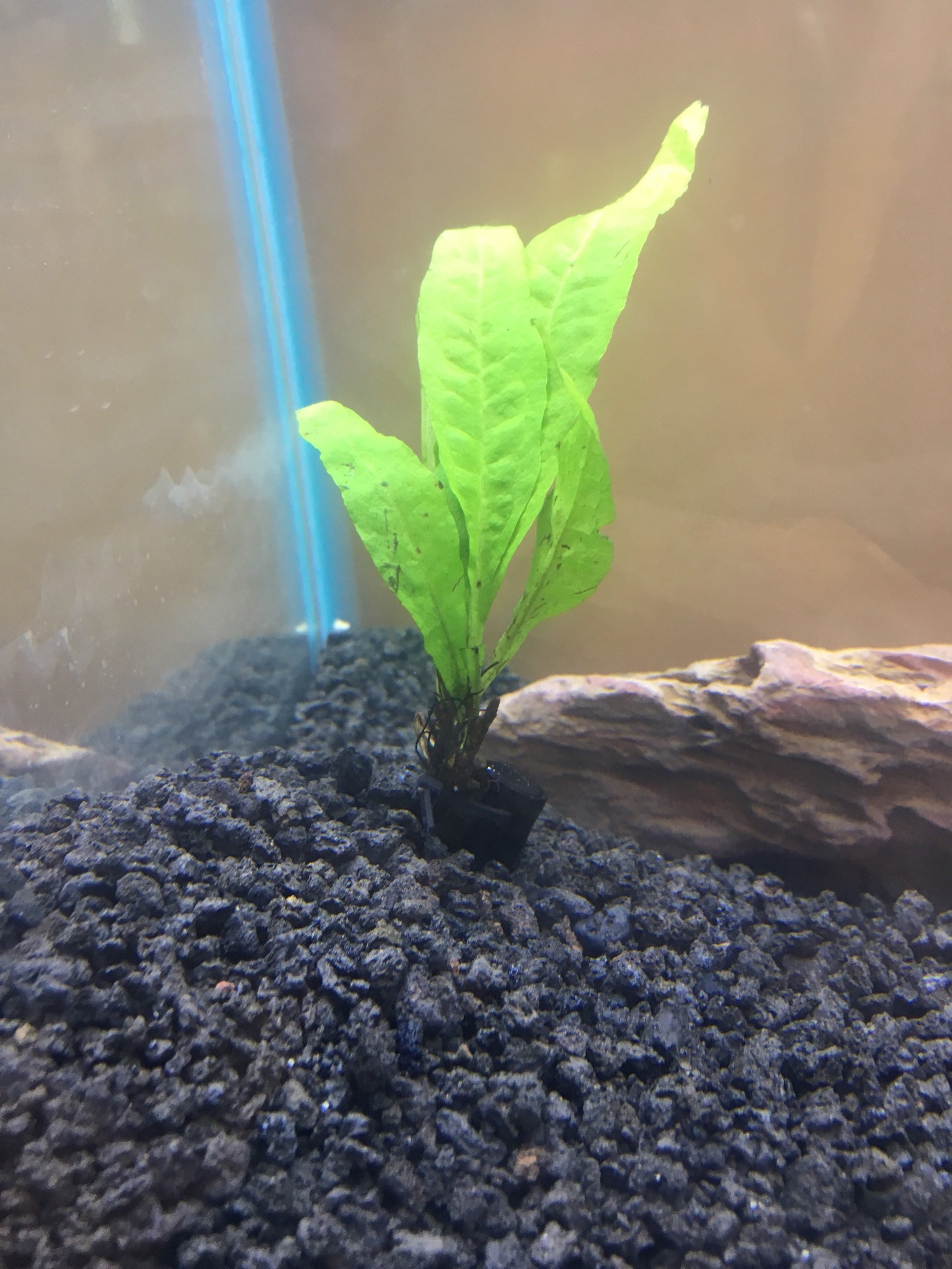 Aquarium Fish Tank Live Plant Anchors Etsy