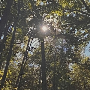 Let the Light In *11 x 14 Photo Print