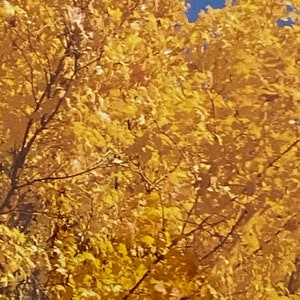 Autumn Blaze *11 x 14 Photo Print