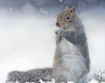 Grey Squirrel art print of an original pastel pencil drawing (wildlife art)