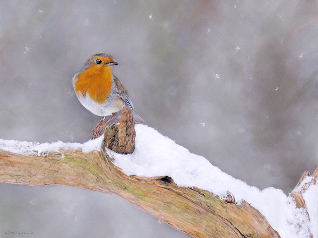 Robin redbreast art print of an original pastel pencil drawing - Etsy ...