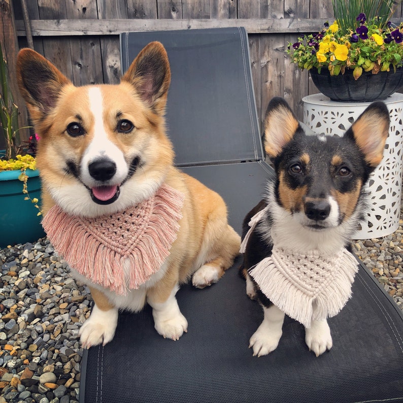 Macramé Dog Bandana with Fringe, Macramé Dog Collar, Adjustable Dog Bandana, Boho Pet Bandana, Dog Birthday Bandana, Dog Mom Christmas Gift image 2