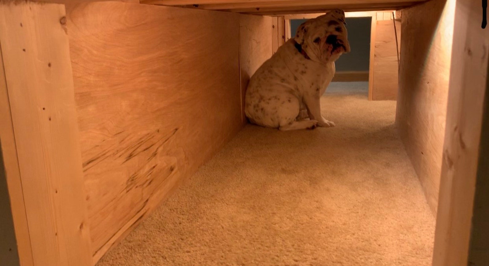 Official Eggnog the Bulldog Custom Ramp House Blueprints Etsy