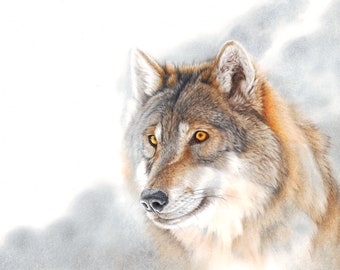 Outlaw - LARGE CANVAS wolf Print - Grey Wolf -  by Peter Williams -  ready to hang.