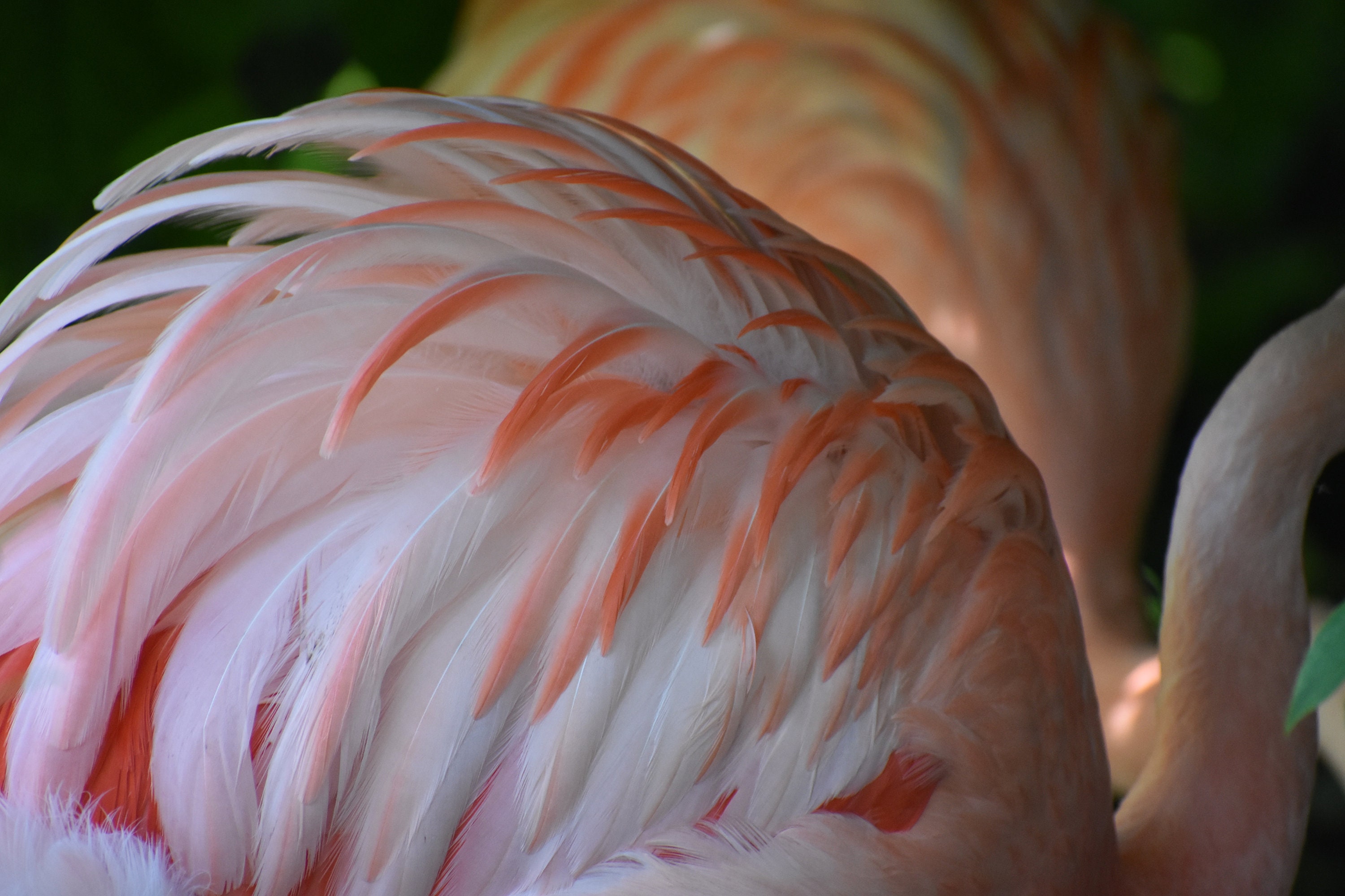 Lesser Flamingo Wing Feathers - Etsy